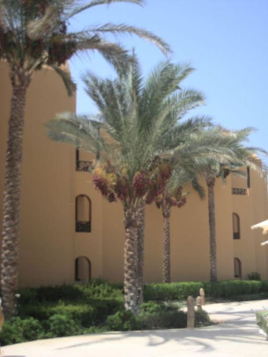 Финиковая пальма Stella Beach Resort & Spa Makadi Bay
