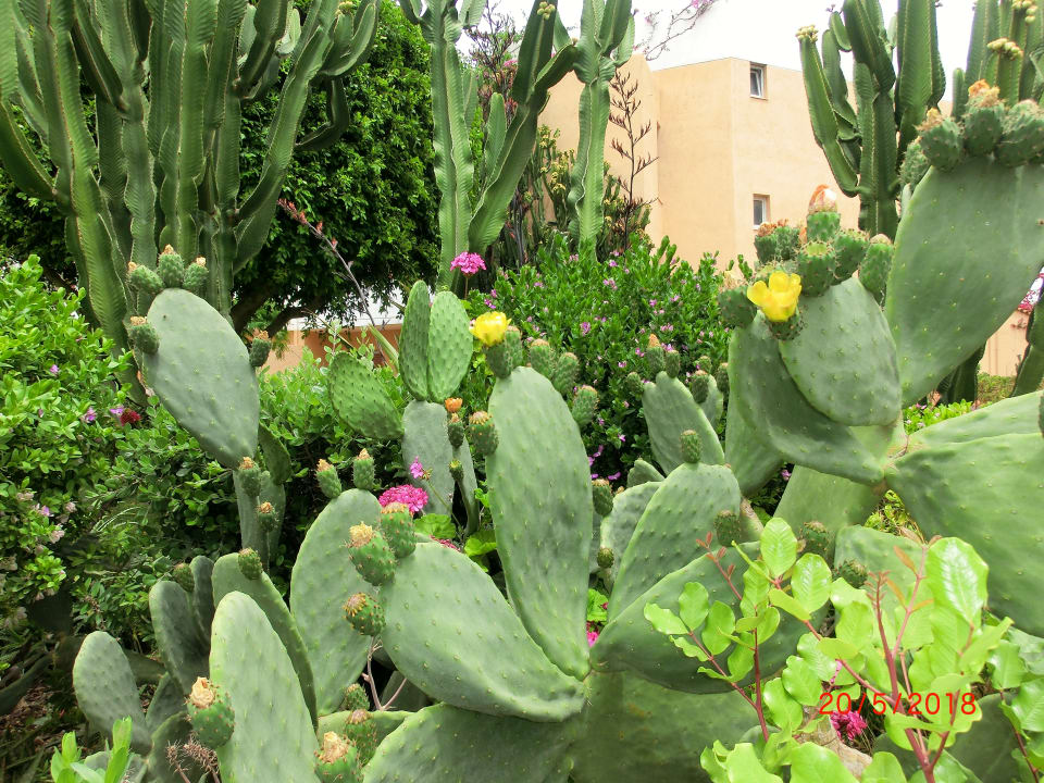 Garten Anissa Beach & Village