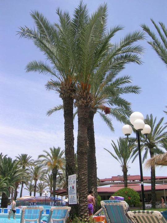 Palme am Pool Riadh Palms Resort & Spa
