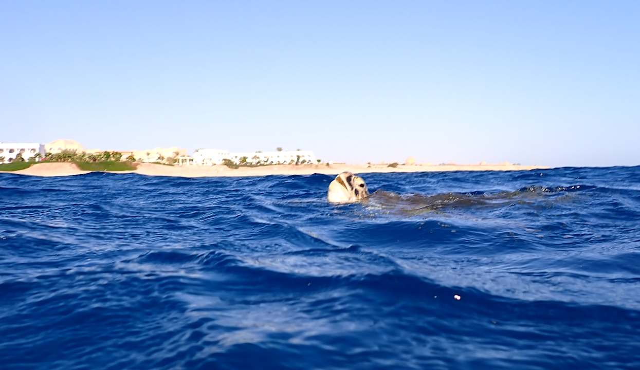 Außenansicht Three Corners Equinox Beach Resort