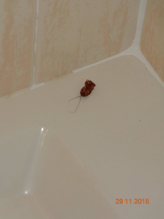 Unerwünschter Besuch Aldiana Club Fuerteventura