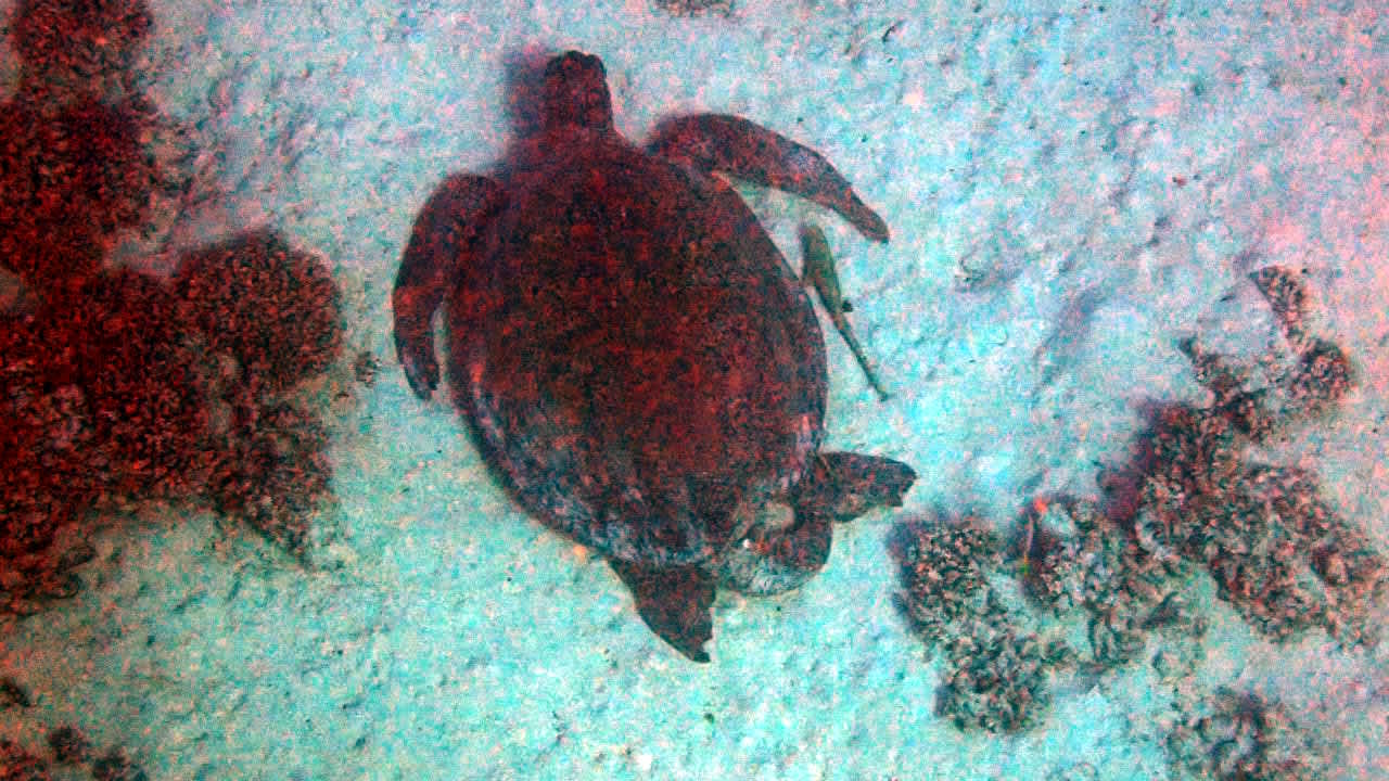 Sport & Freizeit Hotel Gorgonia Beach Resort