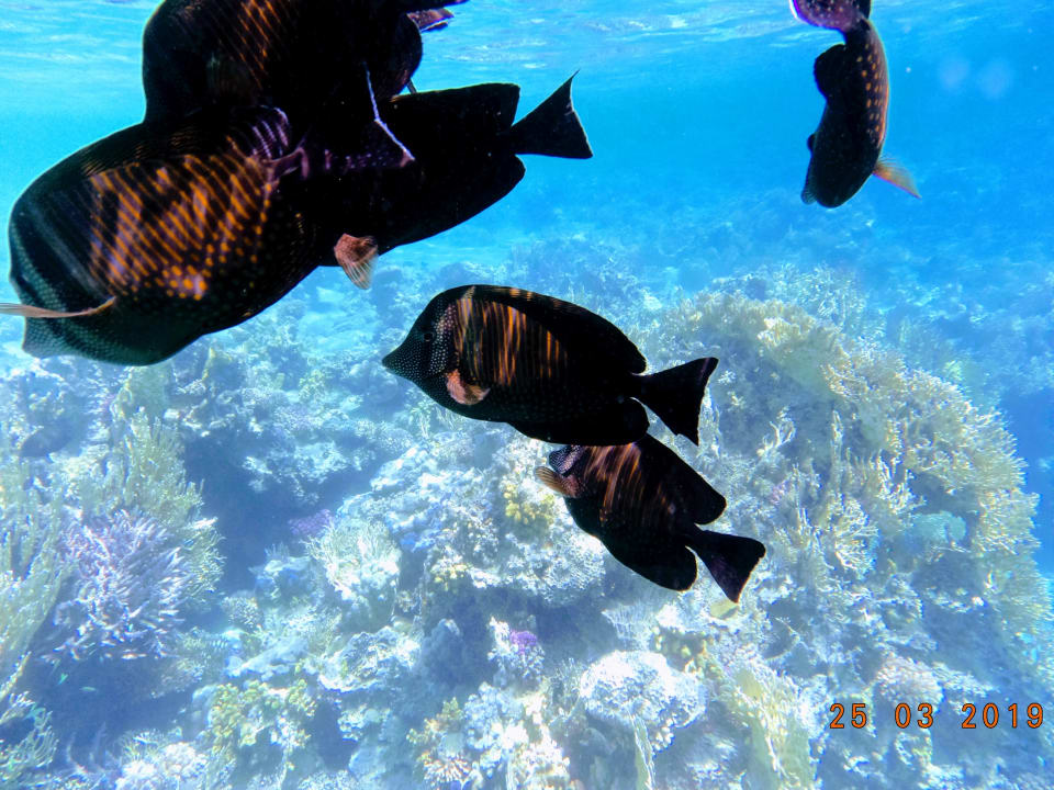 Sport & Freizeit Steigenberger Coraya Beach - Adults only