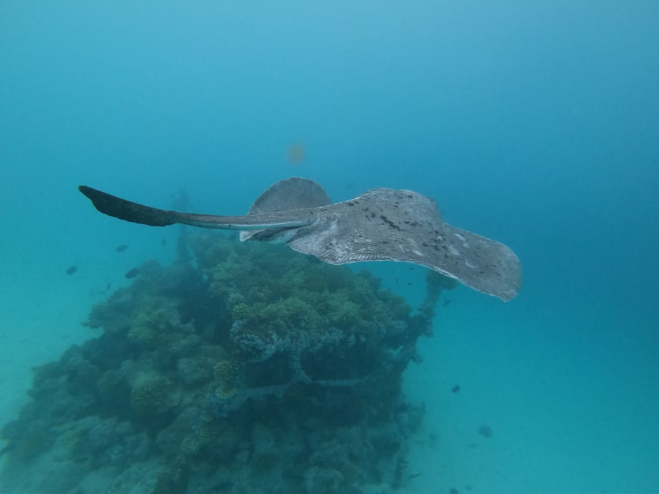 Sport & Freizeit Summer Island Maldives