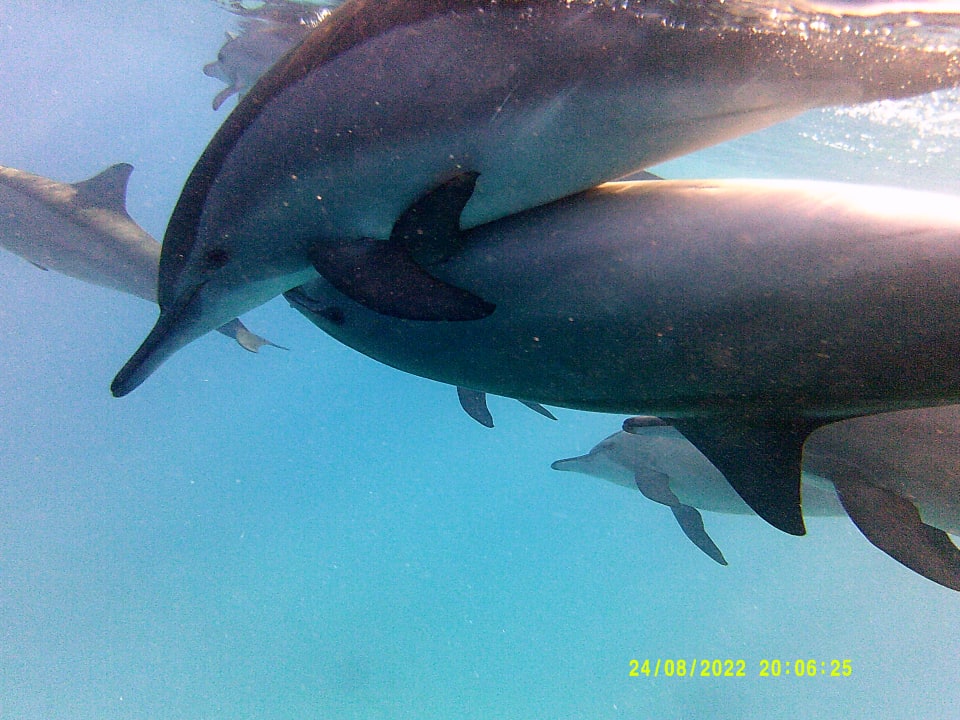 Sport & Freizeit Shams Alam Beach Resort