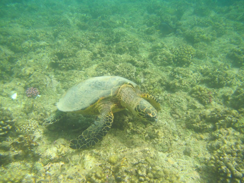 Sport & Freizeit Brayka Bay Resort