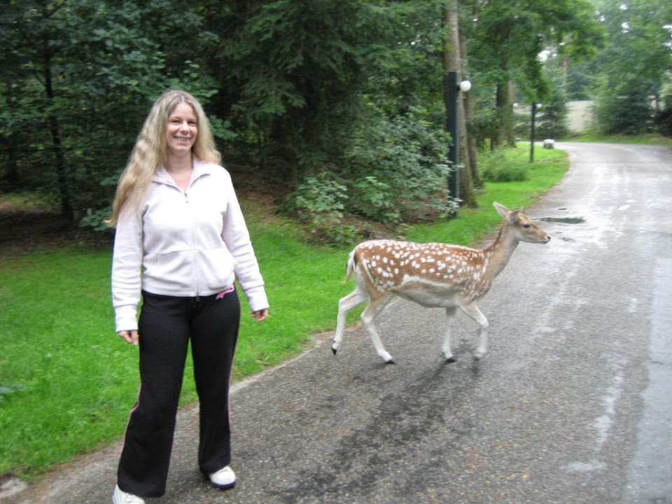 Ein reh kreuzt meinen Weg Center Parcs Het Meerdal