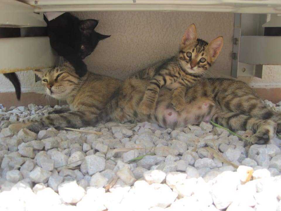 Hotel-Katzen! Saturn Palace Resort Hotel