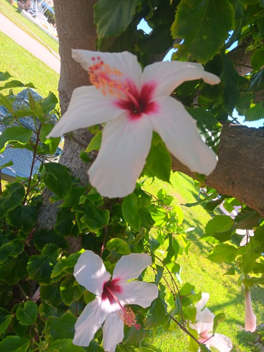 Gartenanlage allsun Hotel Malia Beach