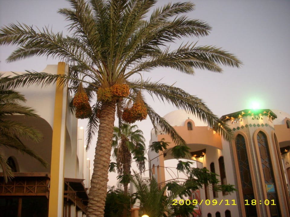 Dattelpalme Arabia Azur Resort
