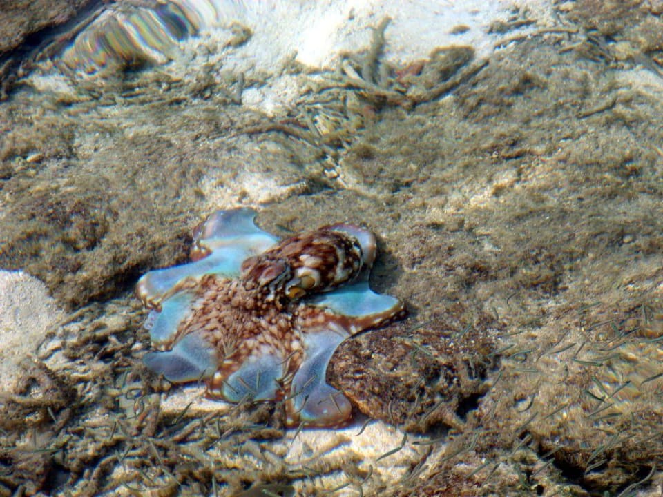 Oktopus in voller Pracht Summer Island Maldives