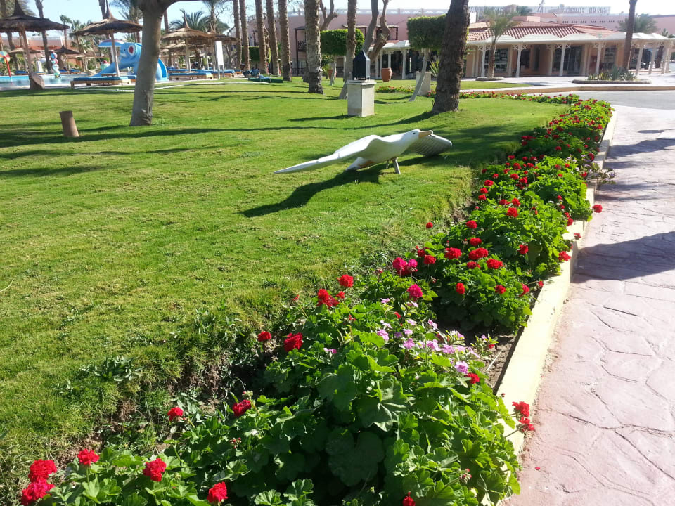 Der Albatros ist gelandet... Pickalbatros Aqua Park Resort - Hurghada