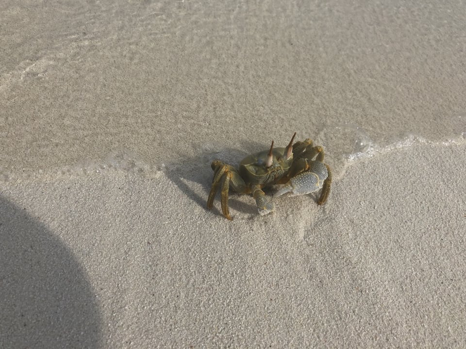 Strand Vilamendhoo Island Resort & Spa