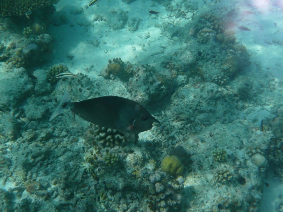 Doktorfisch Fihalhohi Maldives