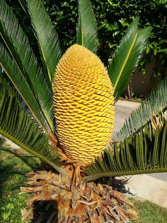 Außenansicht Seher Sun Palace Resort & Spa