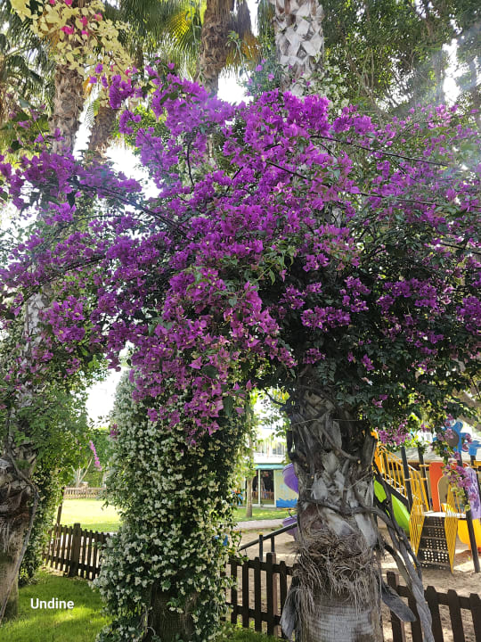 Außenansicht Hotel Gardenia Beach