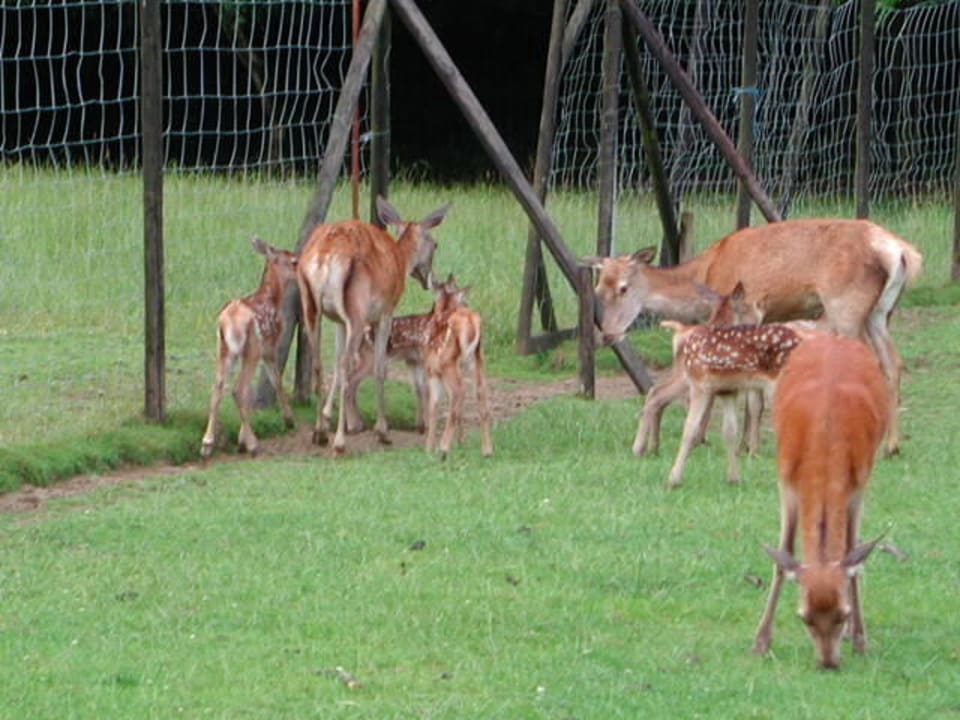 Rotwild im Garten Hotel Heiderhof