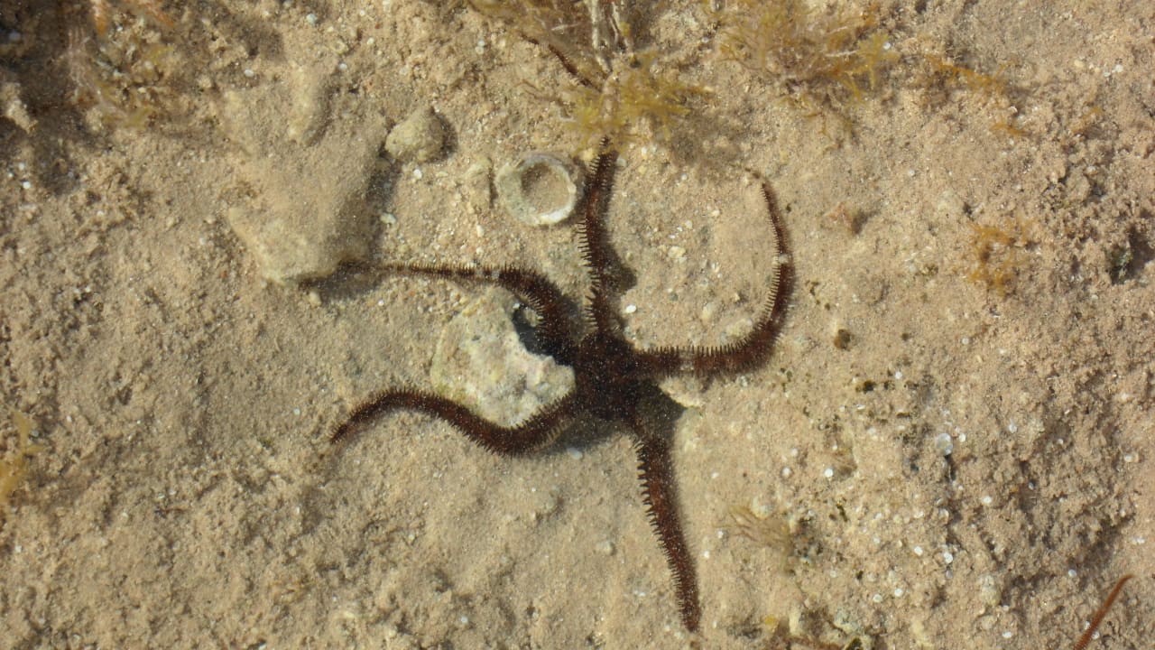 Seestern Siva Golden Bay Makadi