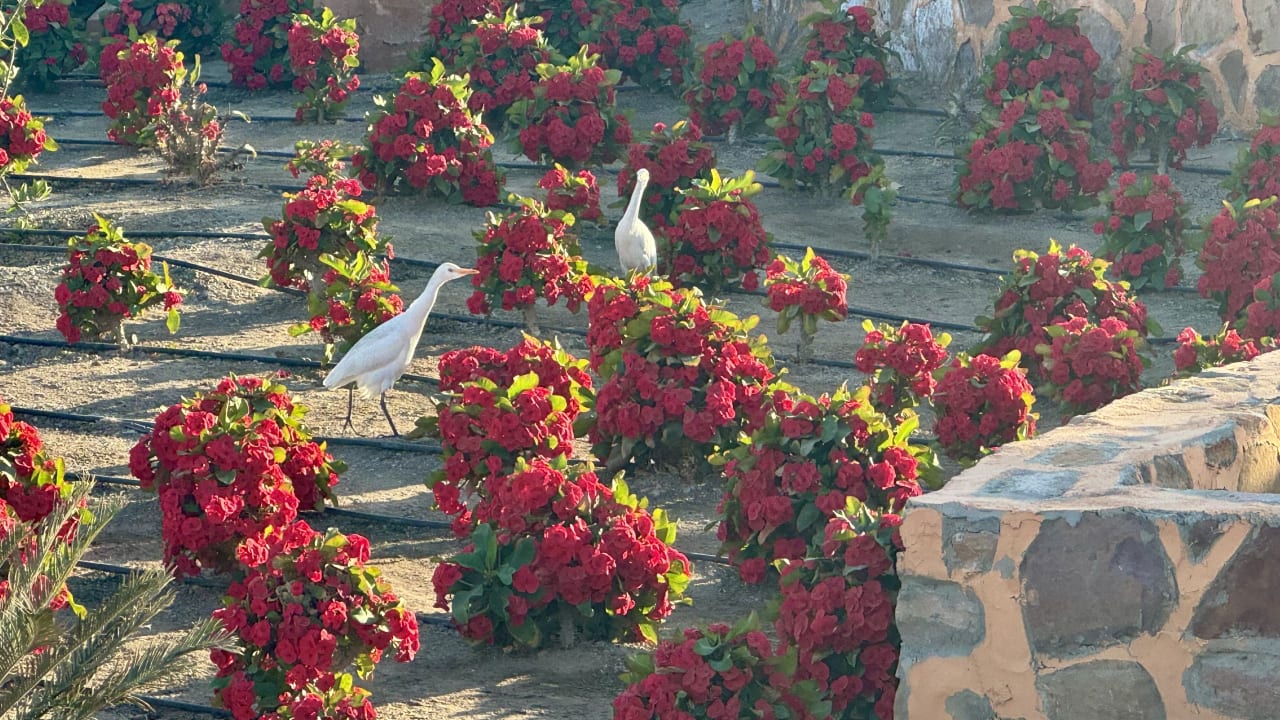 Gartenanlage Pickalbatros Villaggio Resort - Portofino