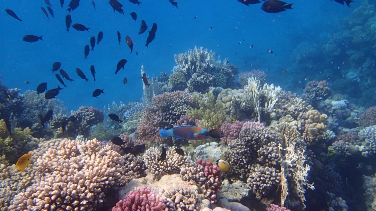 Sport & Freizeit Shams Alam Beach Resort