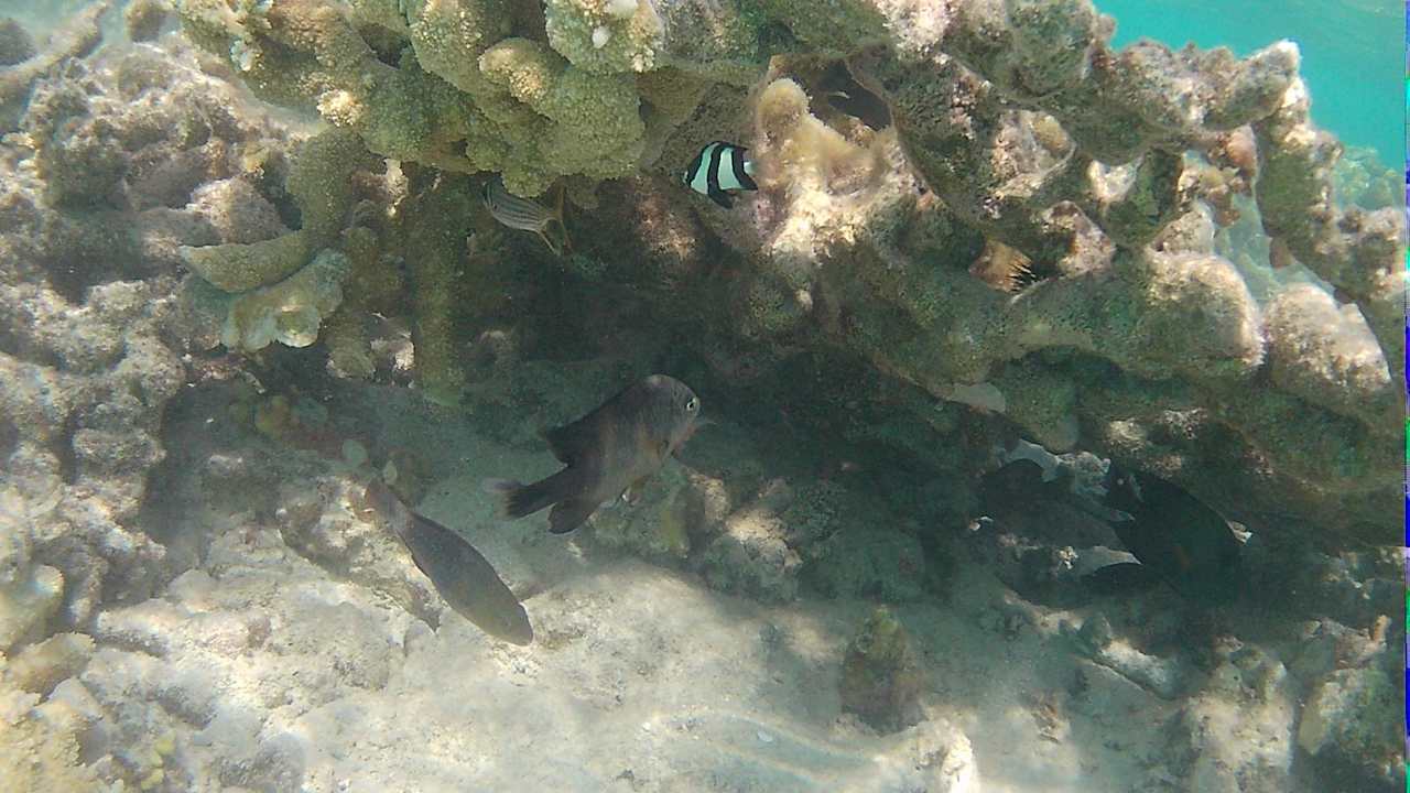 Strand JAZ Elite Asteria