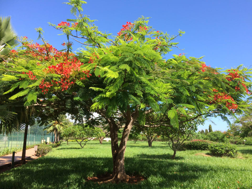Gartenanlage TUI Blue Bahari Zanzibar