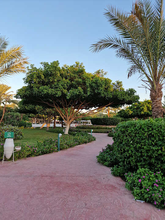Gartenanlage Desert Rose
