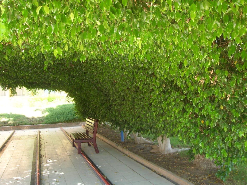 Ficuslaube - andere Seite Golden Beach Resort