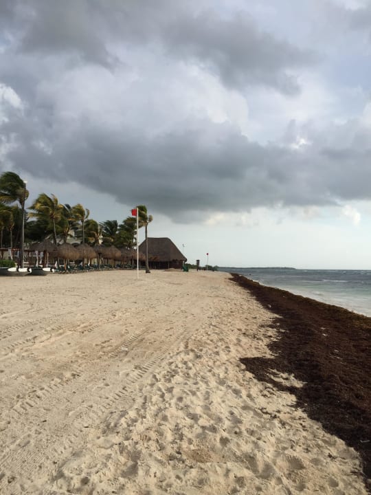 Schmutziger, stinkender Strand Dreams Tulum Resort & Spa