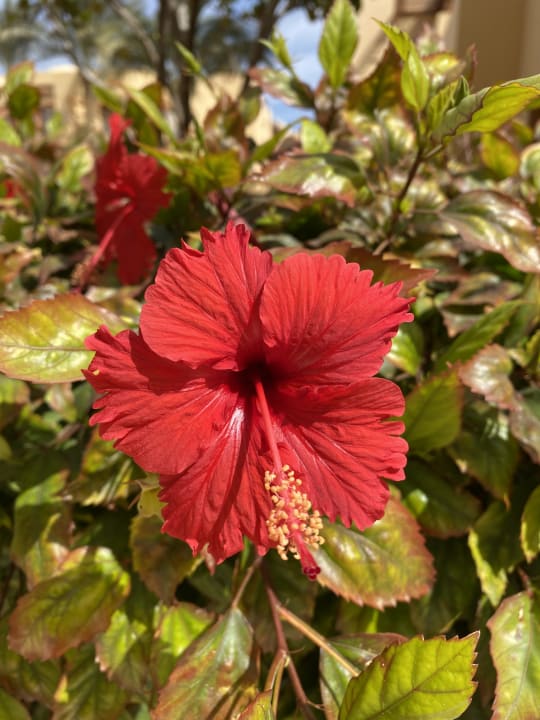 Gartenanlage Steigenberger Coraya Beach - Adults only