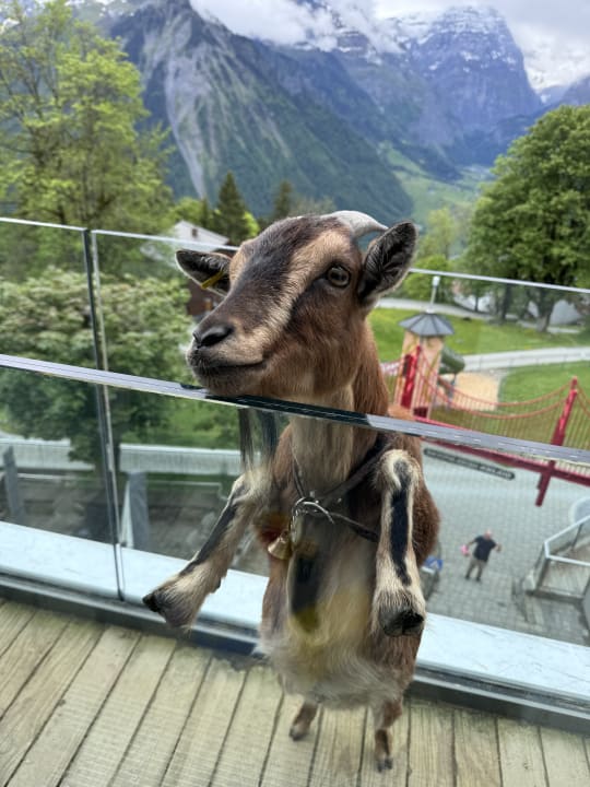 Ausblick Märchenhotel Braunwald