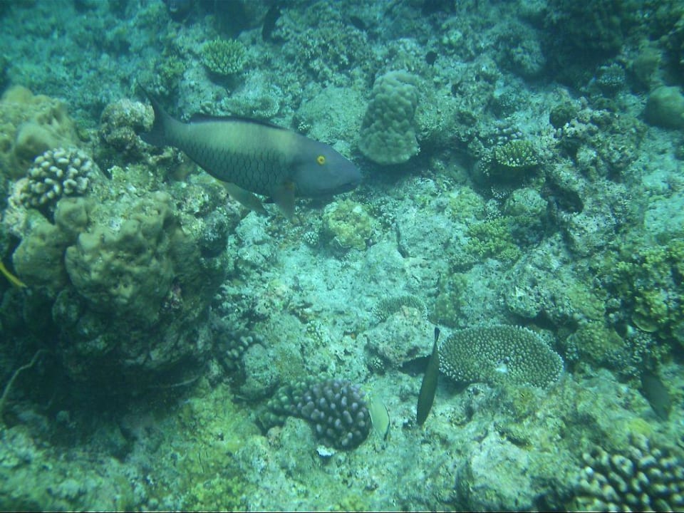 Schnorchelnd die Unterwasserwelt entdecken Kuramathi Maldives