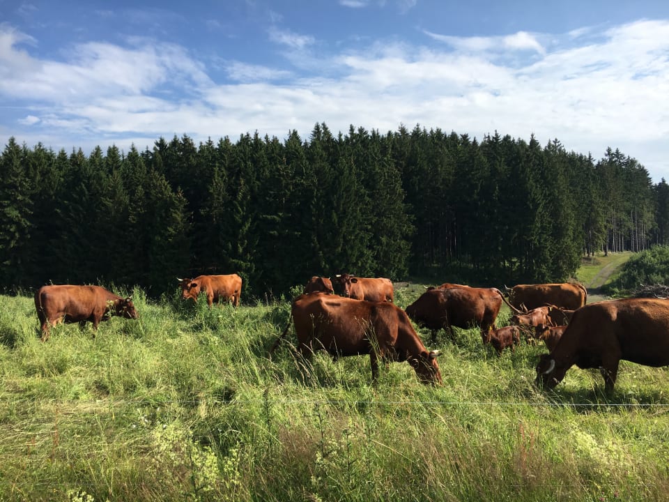 Sonstiges waldhotel AUSZEIT