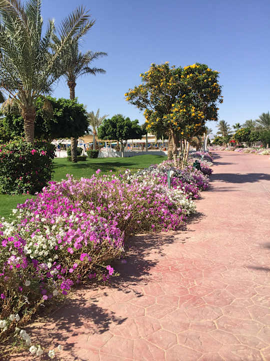 Gartenanlage Desert Rose