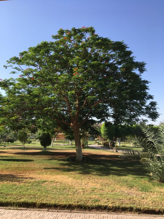 Gartenanlage Jolie Ville Kings Island Luxor