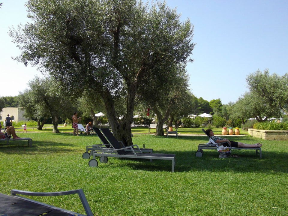 Schatten unter alten Olivenbäumen Vivosa Apulia Resort