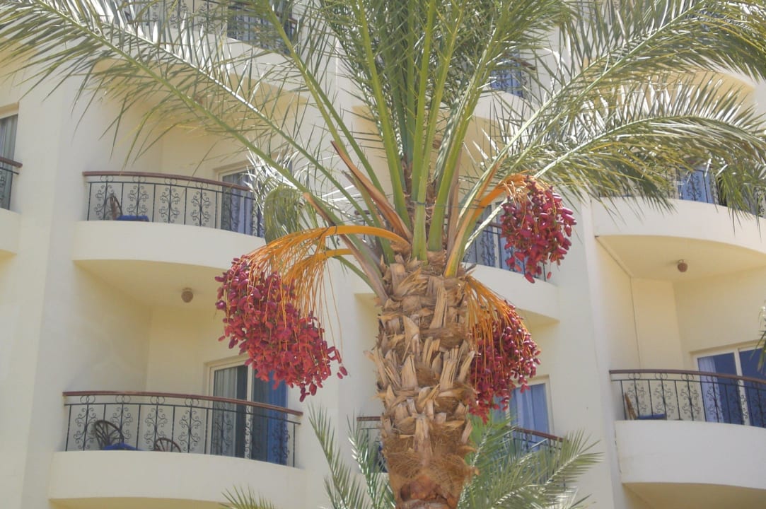 Schöne Dattelpalme Le Jardin Aqua Park Resort