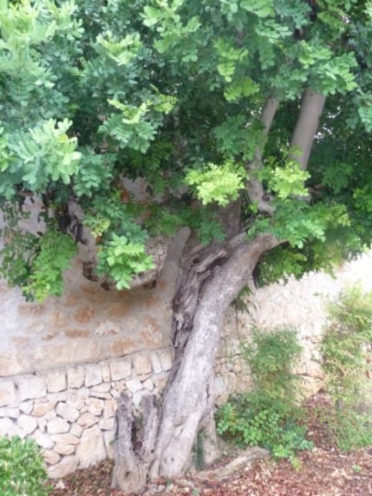 Gartenanlage Hotel Son Trobat Wellness & Spa