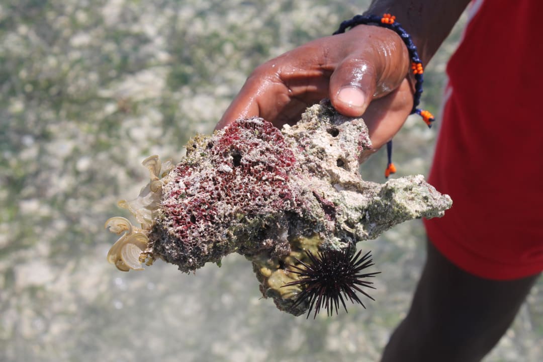Koralle mit Seeigel bei Ebbe Baobab Beach Resort & Spa