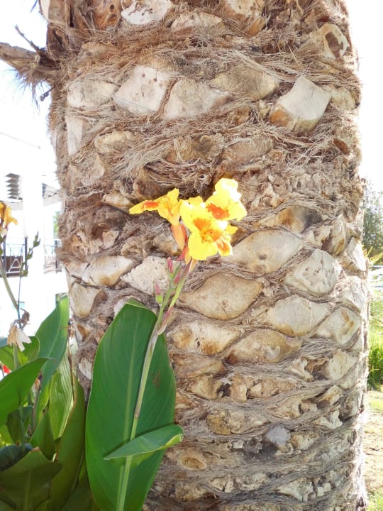 Schöne Blumen überall Hotel Calypso Beach