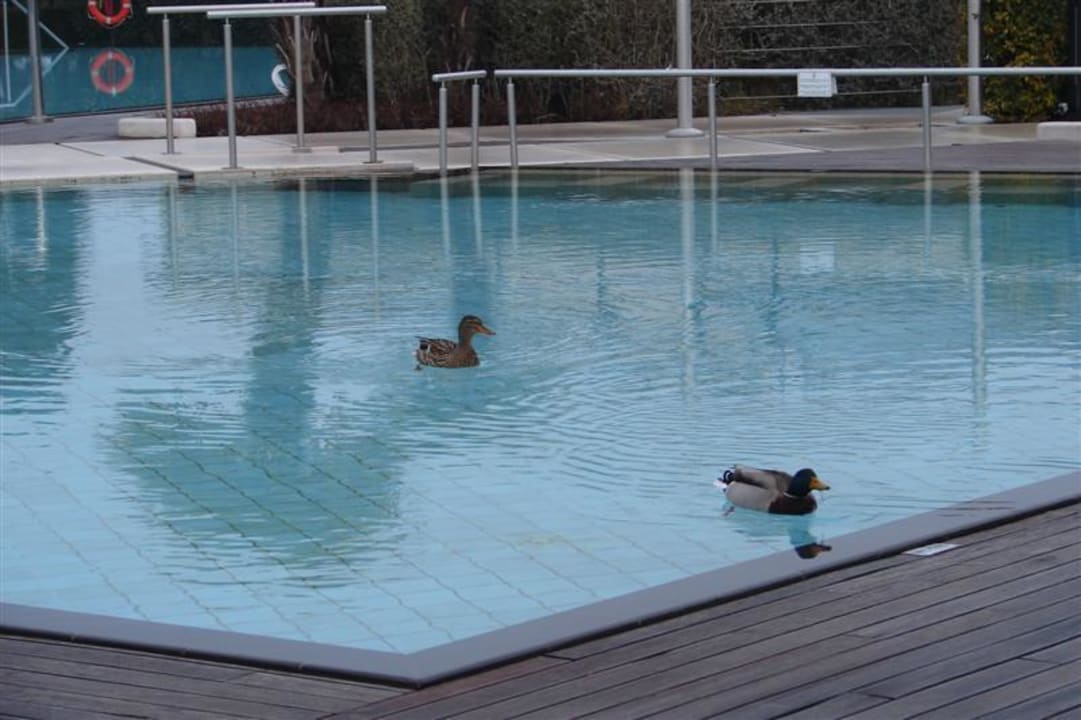 Zwei Poolbesucher Hotel Caesius Therme & Spa Resort