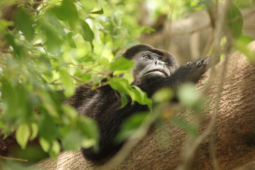 Sonstiges Capitán Suizo Beachfront Boutique Hotel