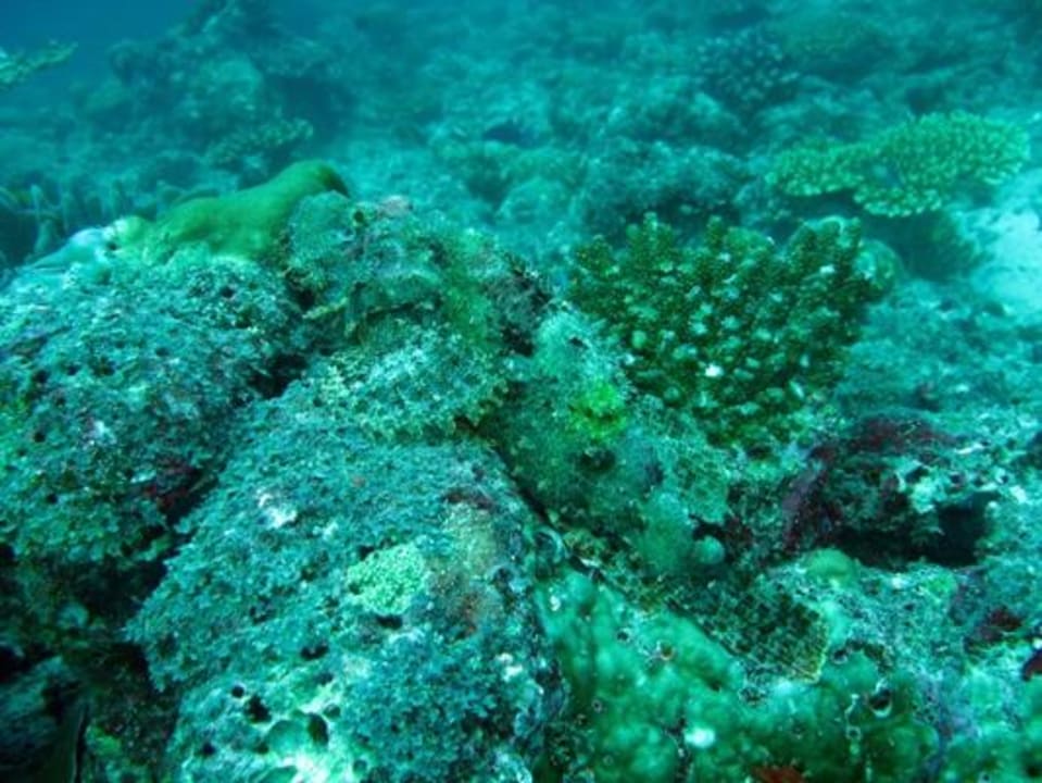 Unterwasser - Bootstauchgang NH Collection Maldives Reethi Resort