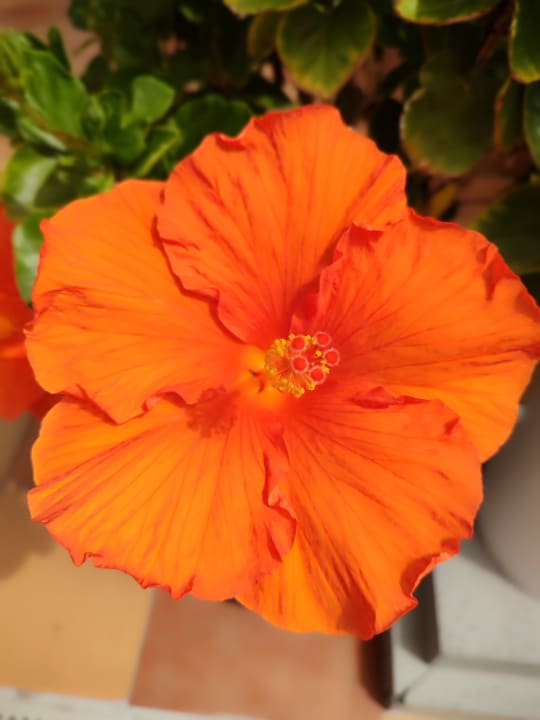 Gartenanlage Los Hibiscus app 408
