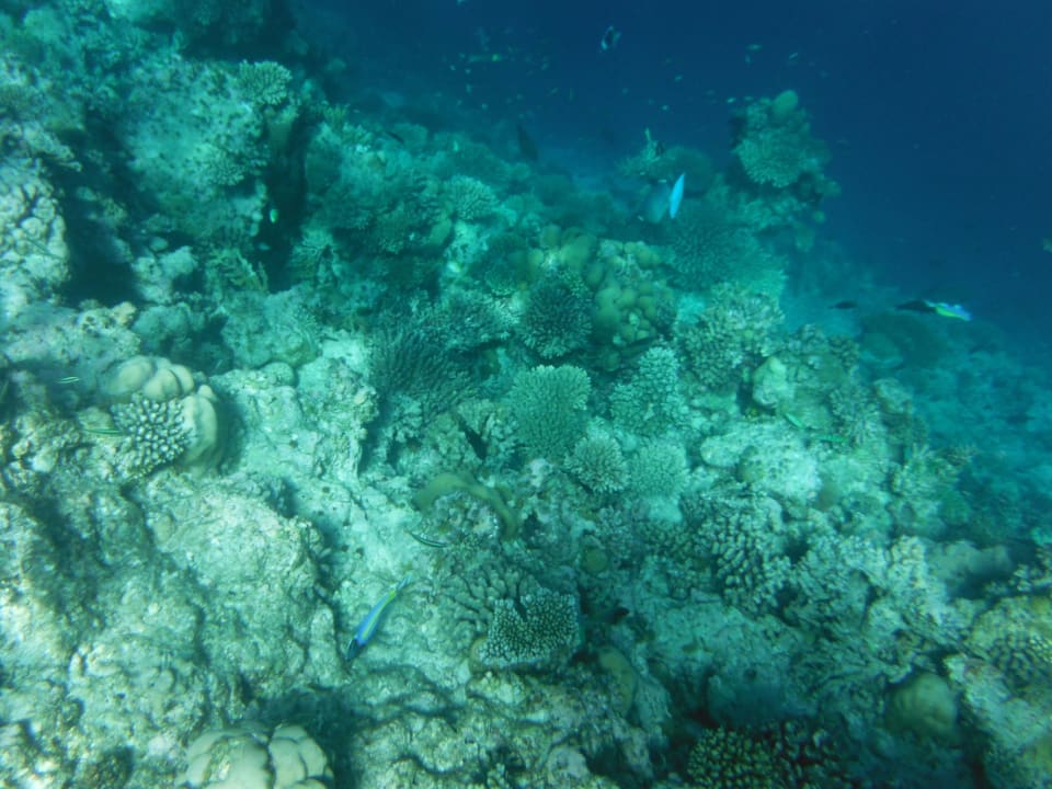 Hausriffimpressionen Filitheyo Island Resort