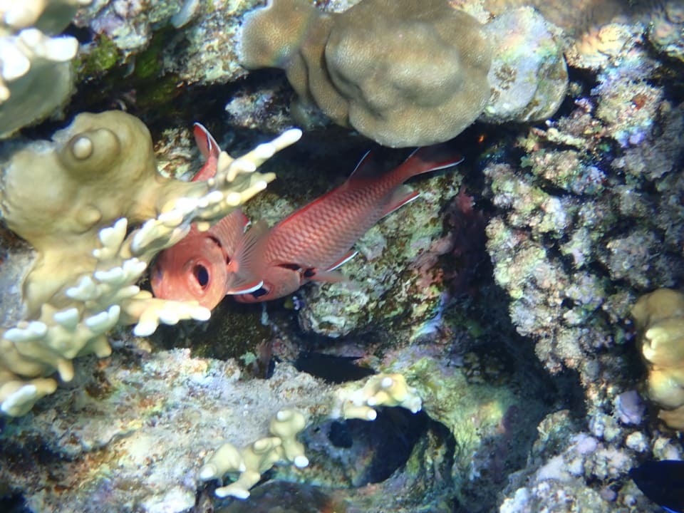 Sport & Freizeit Malikia Resort Abu Dabbab