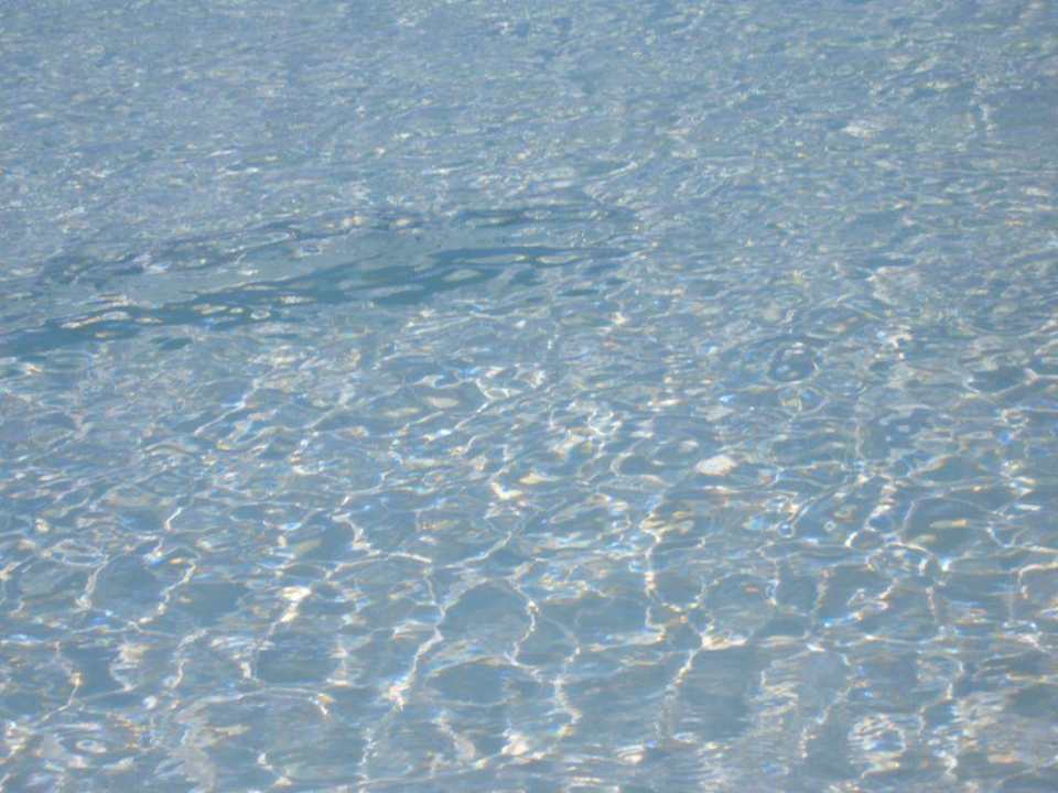 Paradisostrand , ein baracuda direkt vor den füßen Hotel Cayo Largo del Sol