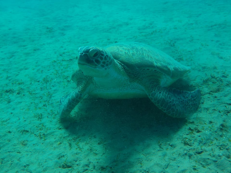 Strand Malikia Resort Abu Dabbab