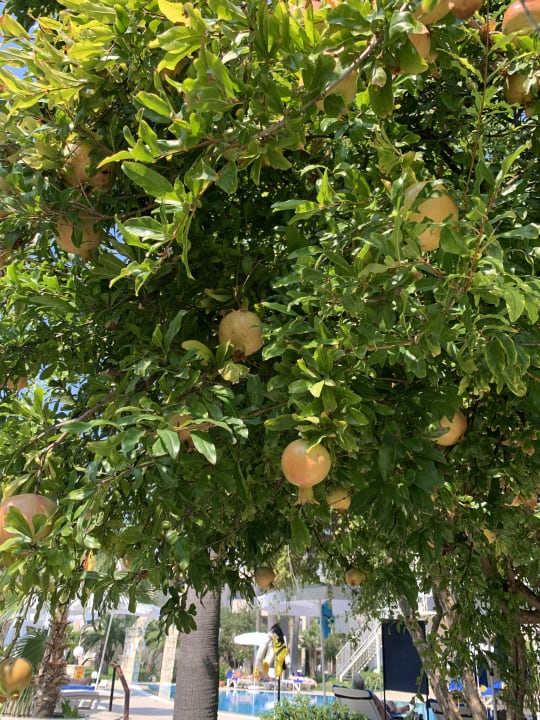 Gartenanlage Labranda Alantur Resort