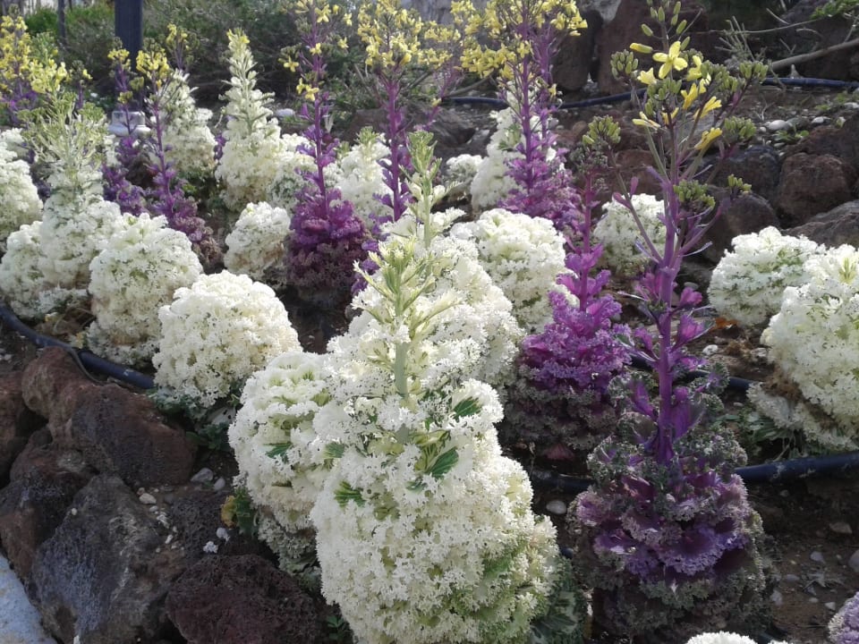 Schöner Garten Diamond Excellence Resort & Spa